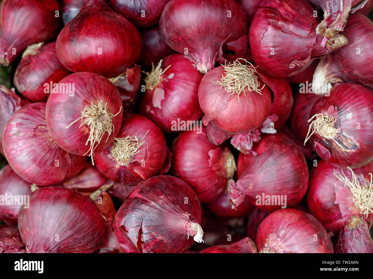 Le cipolle rosse organic Foto Stock