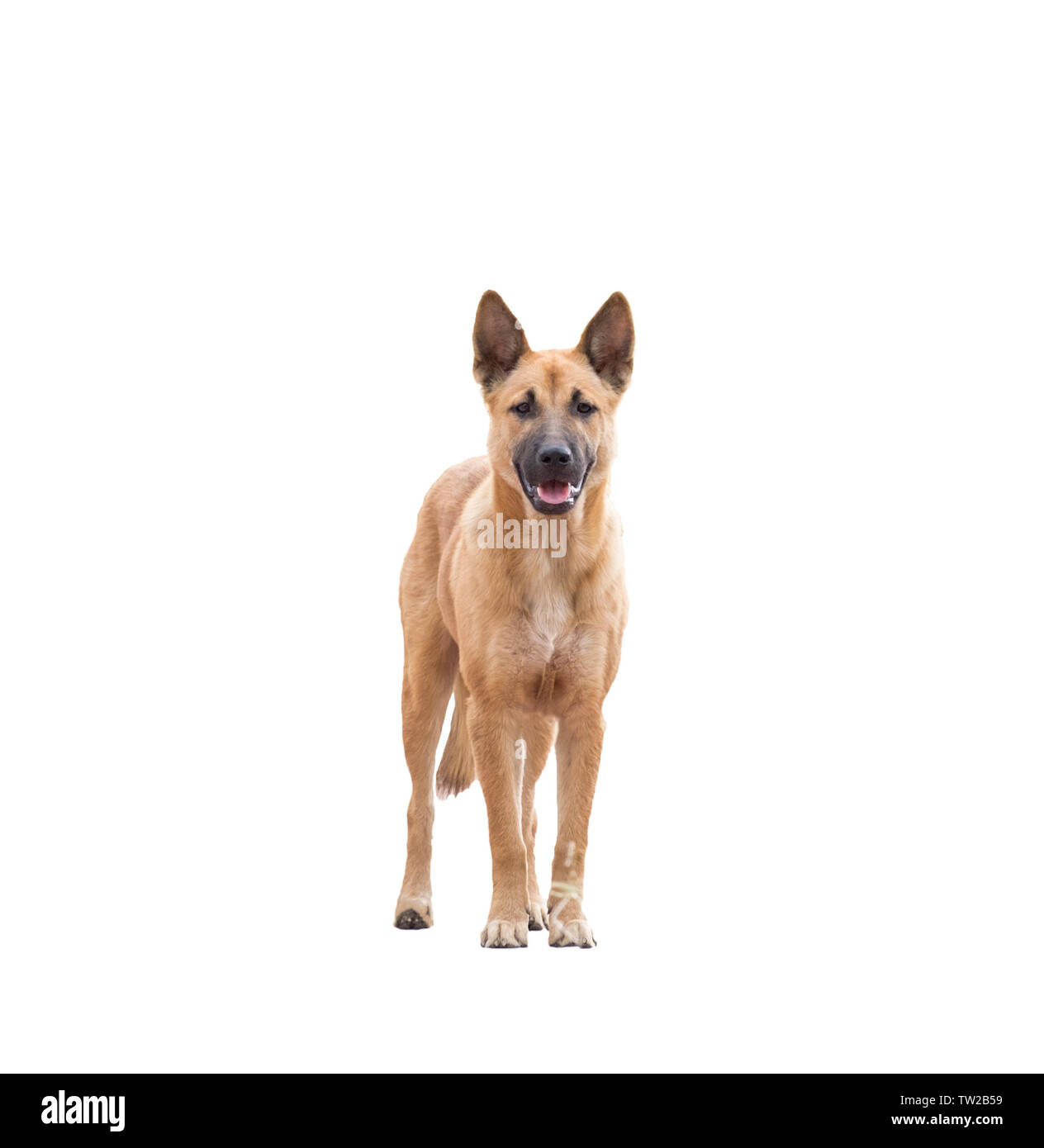 Cane di razza bruna asia alla ricerca,isolato su sfondo Foto Stock