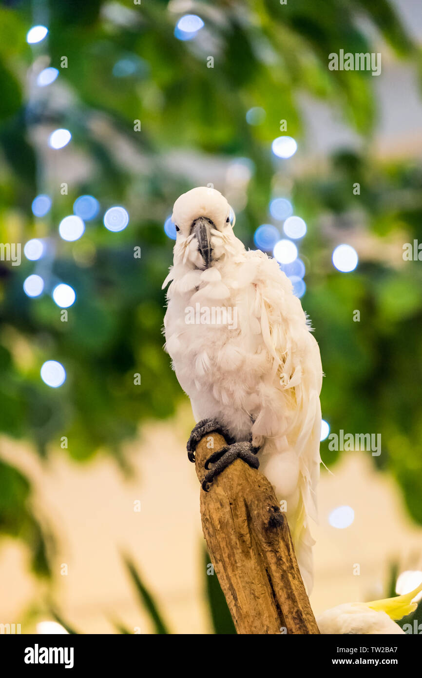 Pappagallo di piume bianche di trattenimento sul ramo Foto Stock