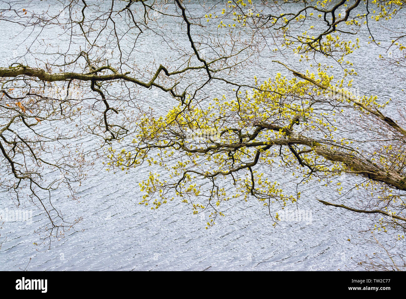 Nuove foglie e germogli sui rami sul lago in primavera Foto Stock