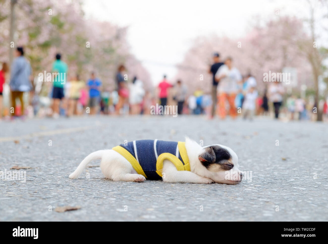 Piccolo Cane bianco chihuahua dormire su strada in posizione di parcheggio Foto Stock