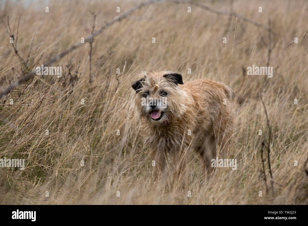 Border Terrier in erba lunga Foto Stock