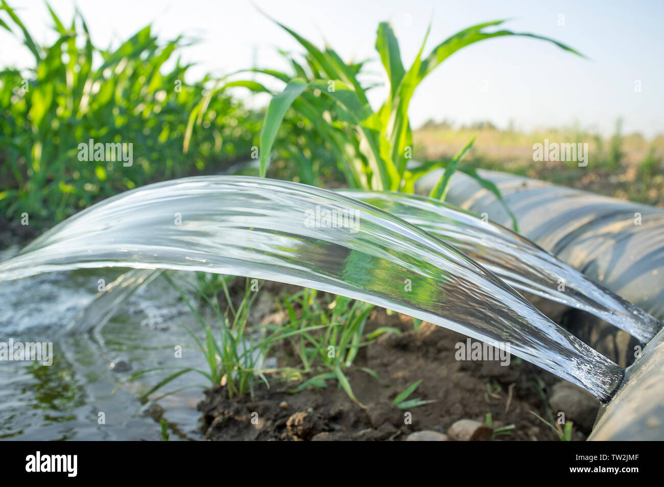 Irrigazione flessibile sistema di tubature per riga-tagliato e livellati-a-grade farmland. Estremadura, Spagna Foto Stock