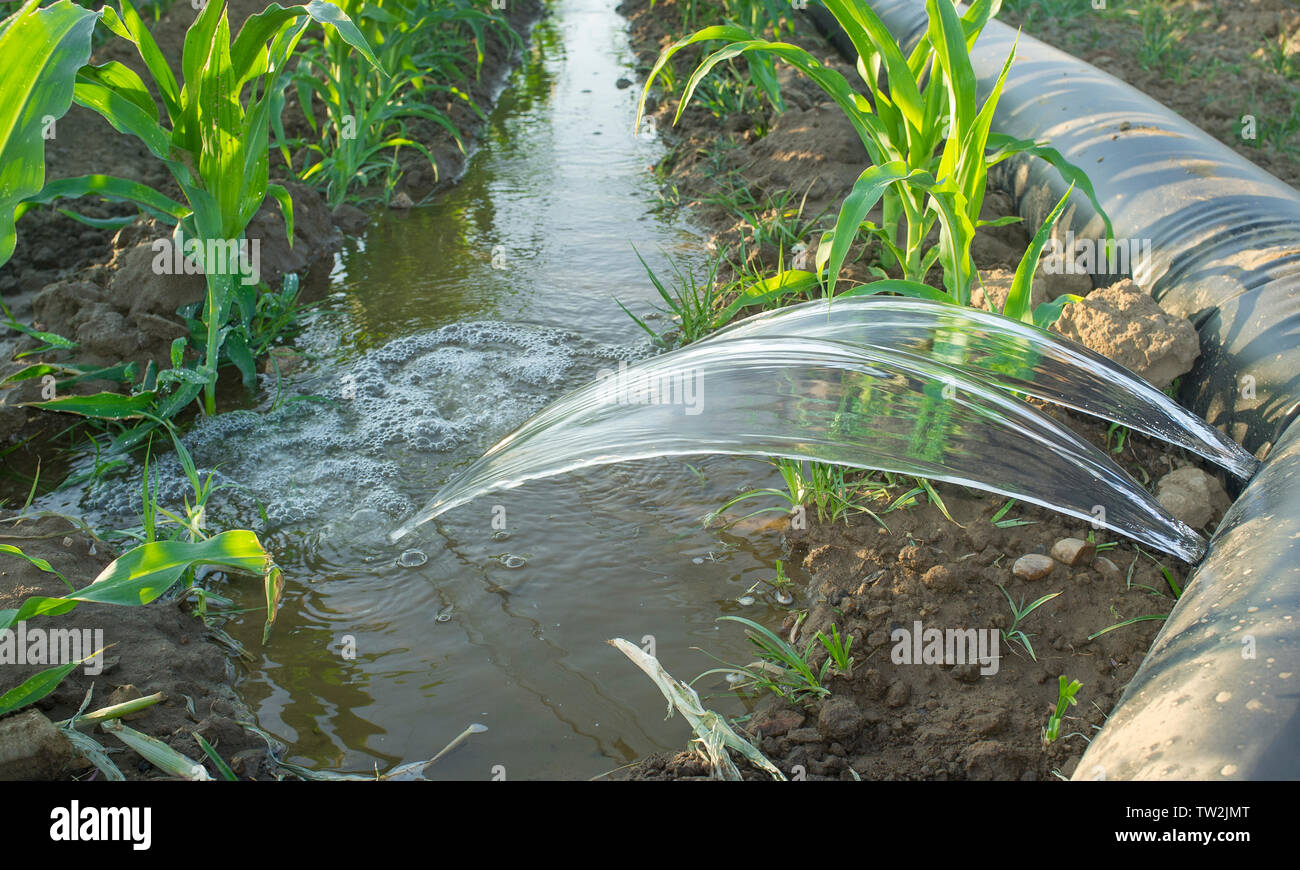Irrigazione flessibile sistema di tubature per riga-tagliato e livellati-a-grade farmland. Estremadura, Spagna Foto Stock
