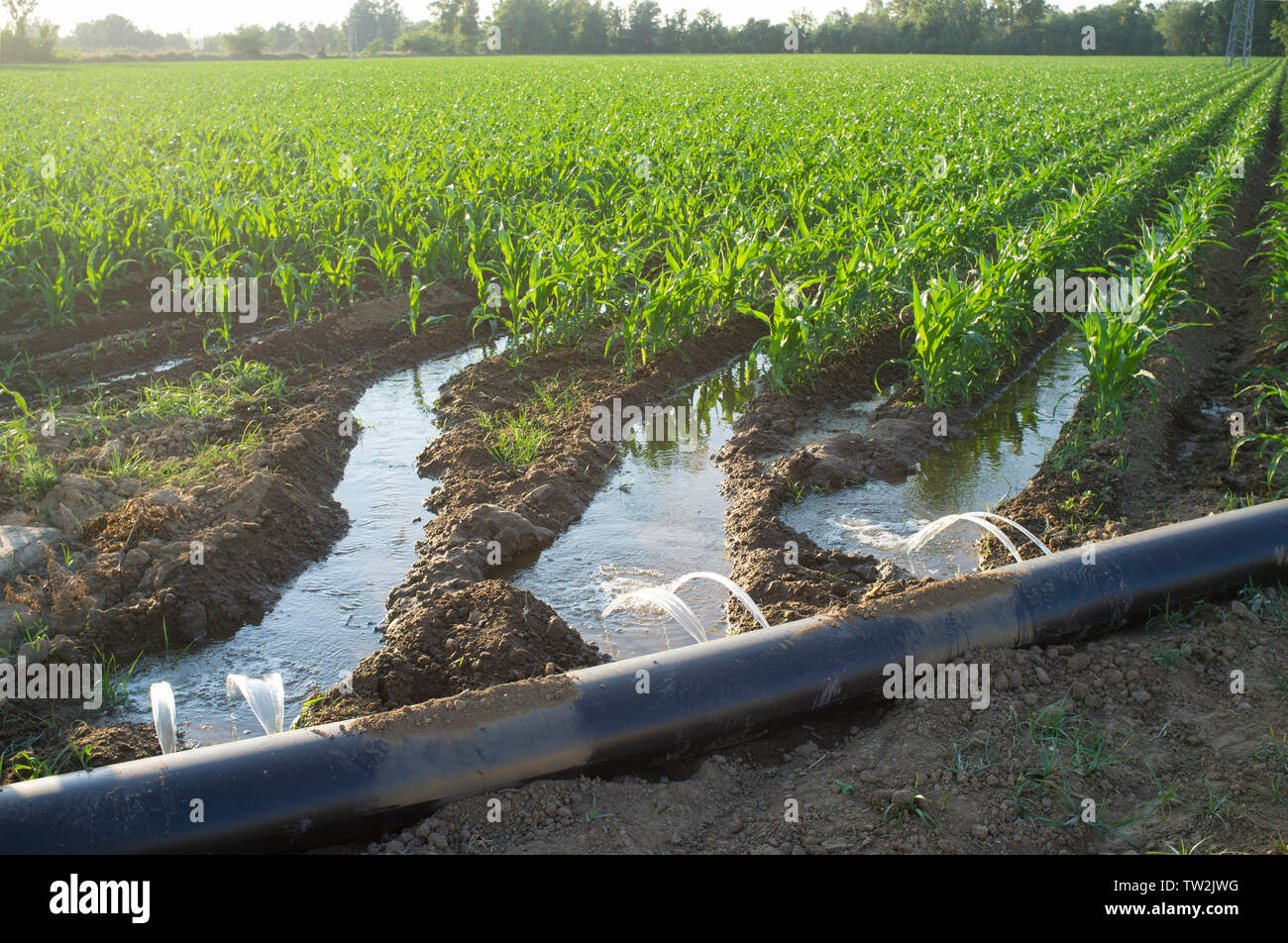 Irrigazione flessibile sistema di tubature per riga-tagliato e livellati-a-grade farmland. Estremadura, Spagna Foto Stock