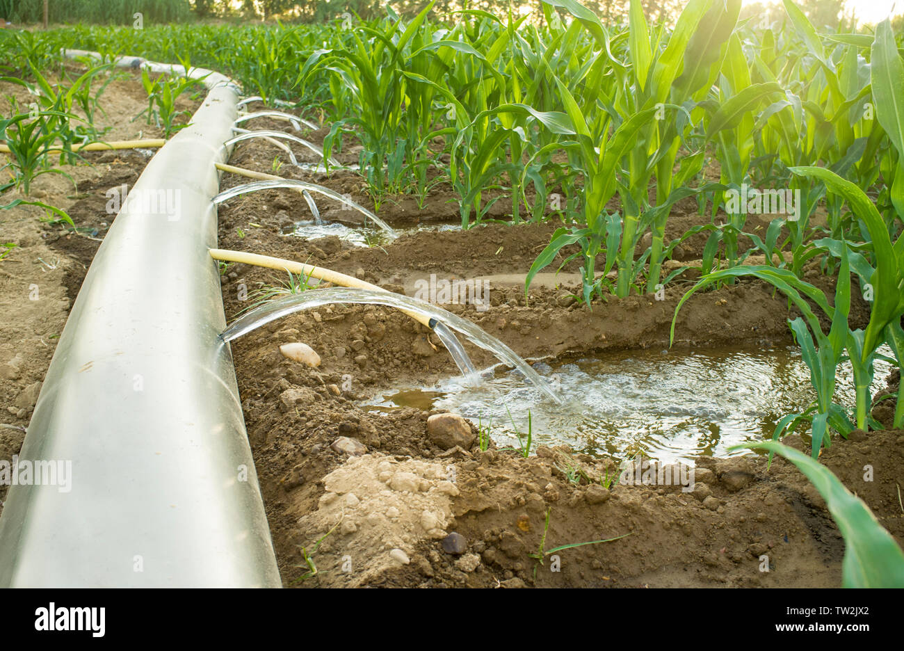 Irrigazione flessibile sistema di tubature di una soleggiata giornata calda. Estremadura, Spagna Foto Stock