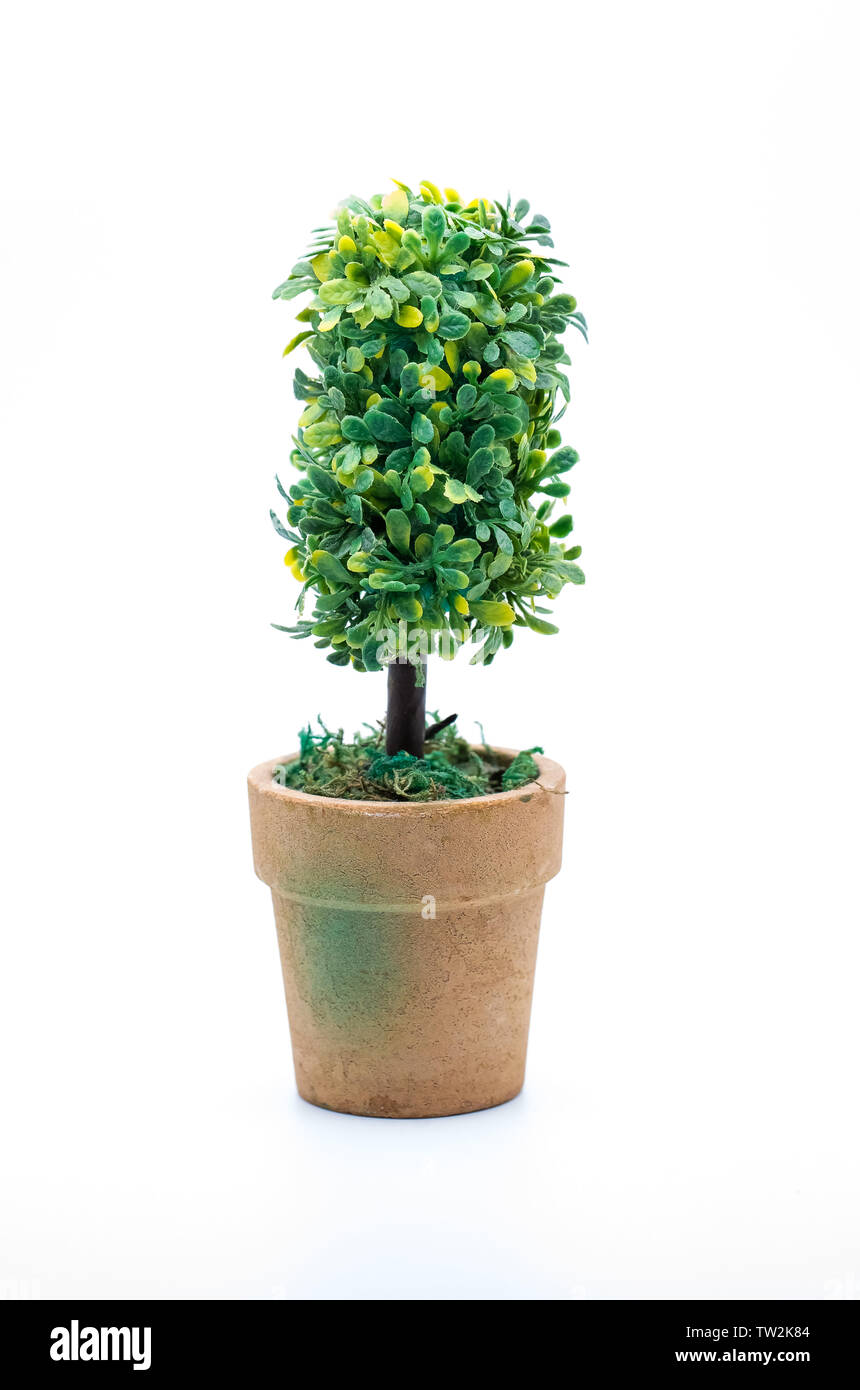 Piante verdi e piccoli vasi di piante. Foto Stock