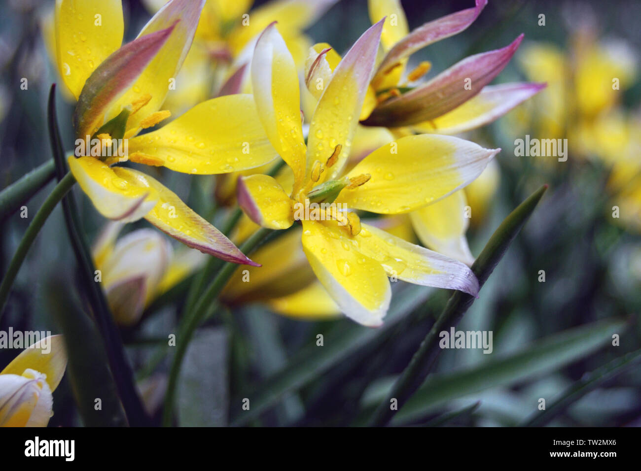 Tulip wood o un Tulip selvaggia (Tulipa sylvestris L.) fiori sul giorno di pioggia Foto Stock