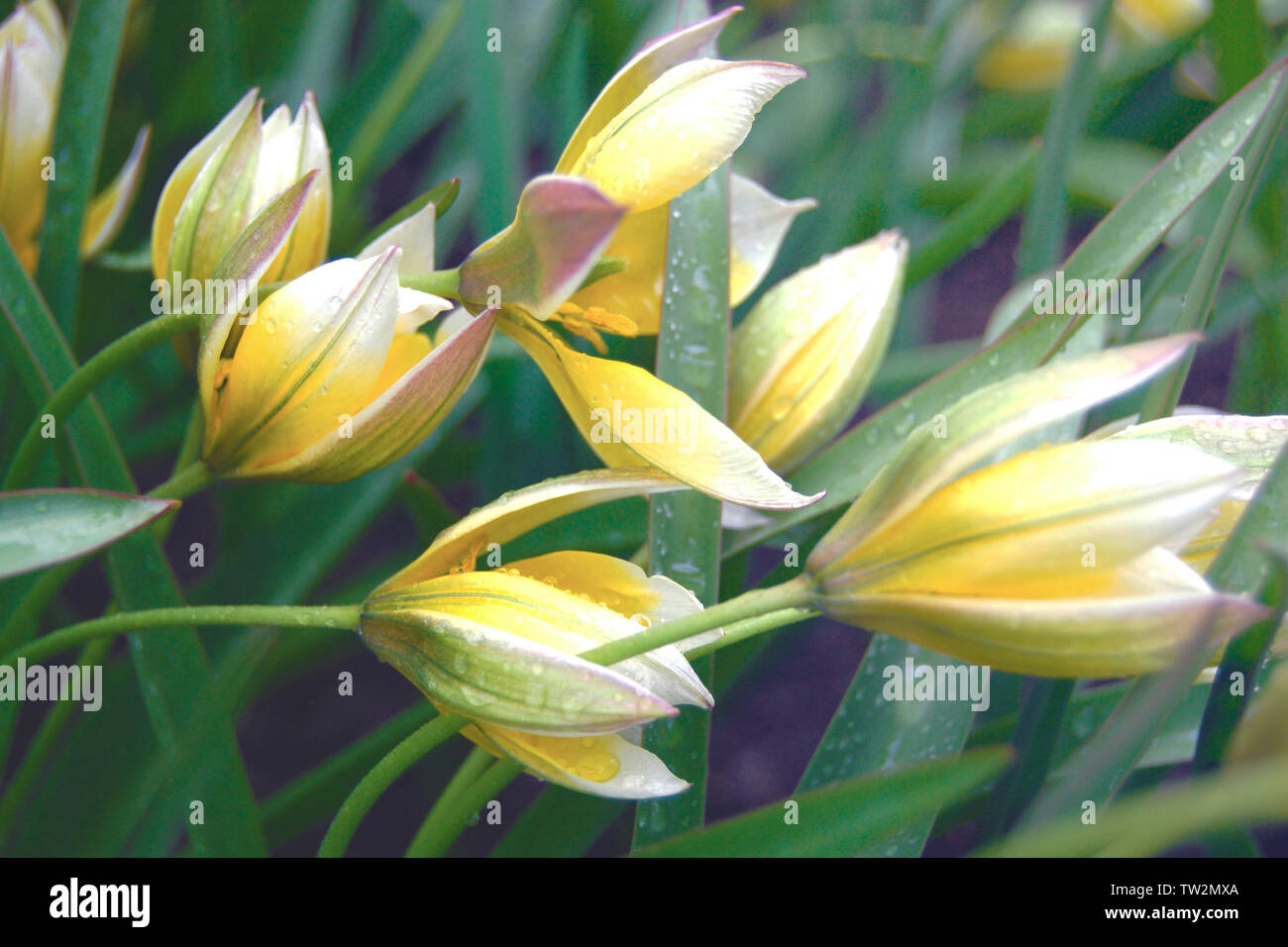 Gara piccoli fiori gialli si inginocchiò sotto le gocce di pioggia Foto Stock