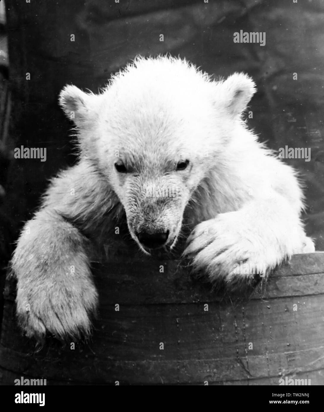 Orso polare e cucciolo Foto e Immagini Stock in Bianco e Nero - Alamy