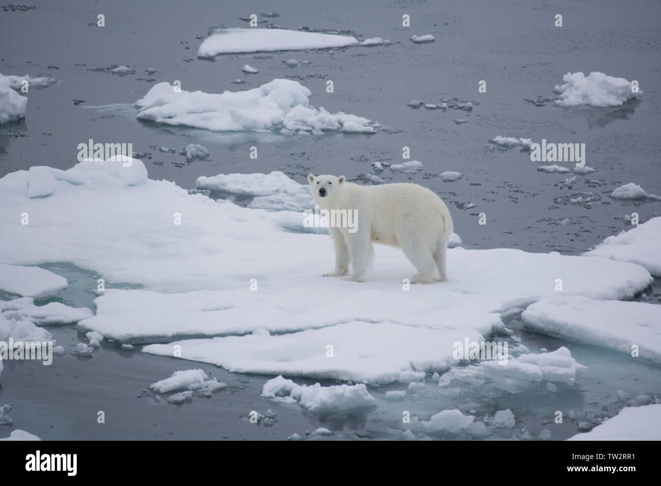 Lone orso polare in Oceano Artico in luglio. Fotografato in rotta verso il Polo Nord. Foto Stock