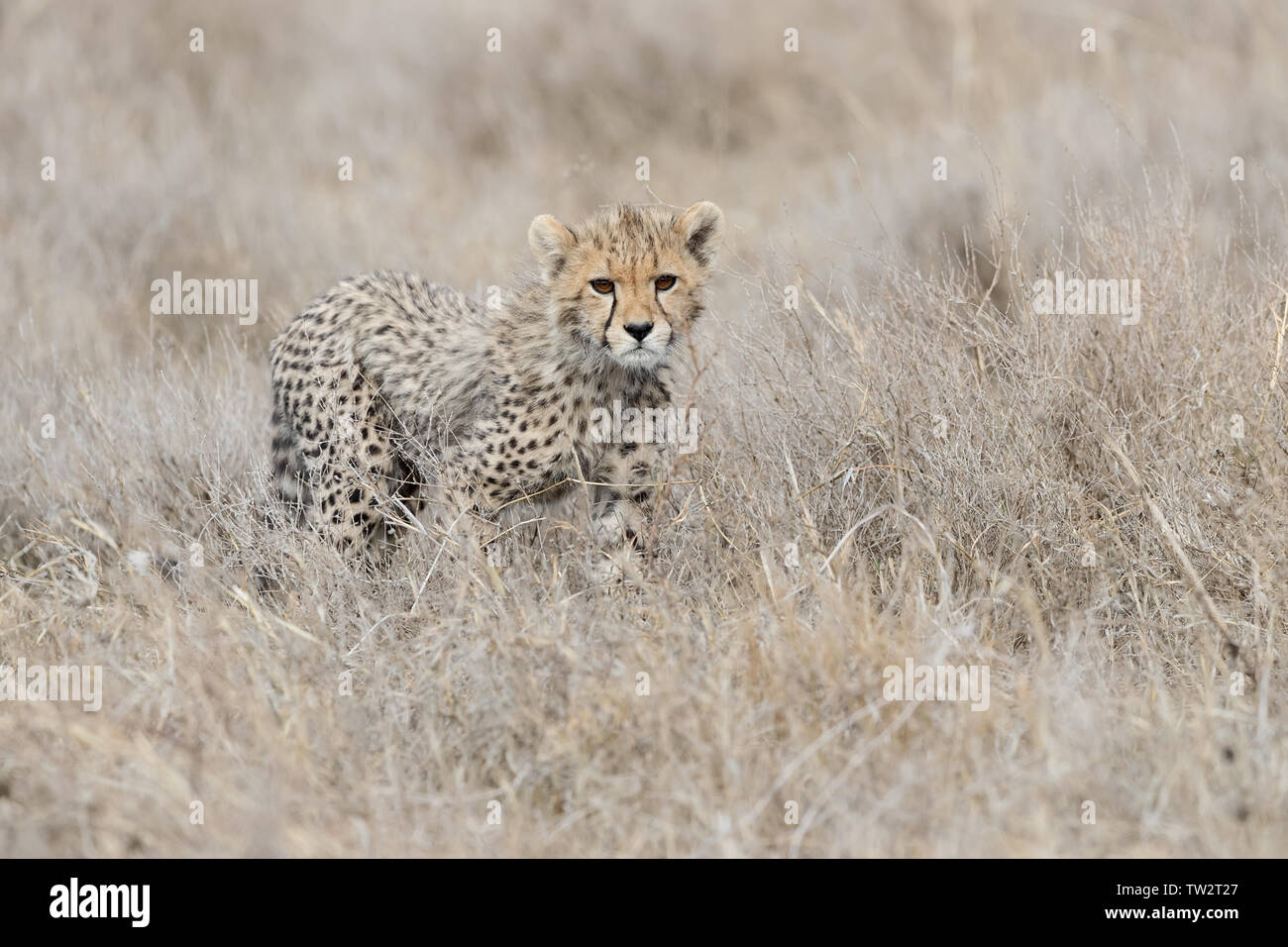 Cucciolo di ghepardo (Acinonyx jubatus) passeggiate in erba lunga , Ndutu, Tanzania Foto Stock