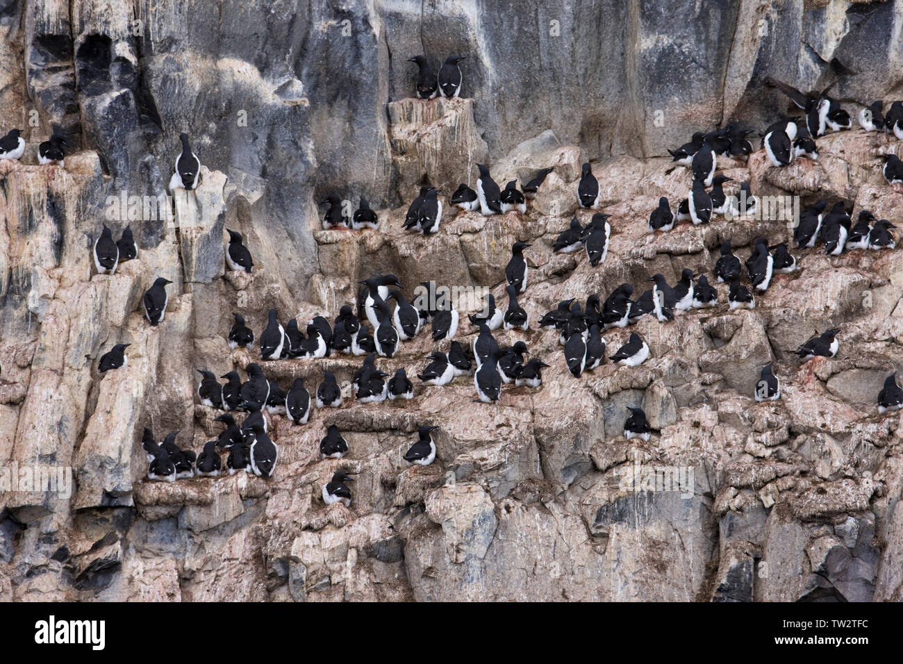 Auks, kittiwakes e guillemots nidificazione in basalto colonnare a Rubini Rock, off Hooker Isola, Franz Josef Land, Arctique russo. Foto Stock