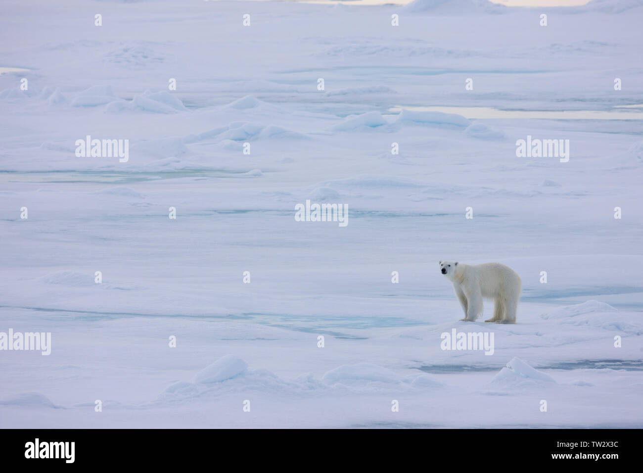 Orso polare sul mare di ghiaccio, Franz Josef Land, Arctique russo. Foto Stock