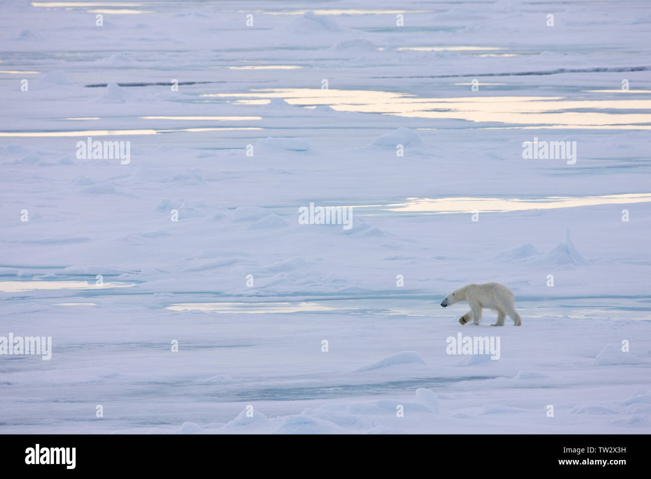 Orso polare sul mare di ghiaccio, Franz Josef Land, Arctique russo. Foto Stock