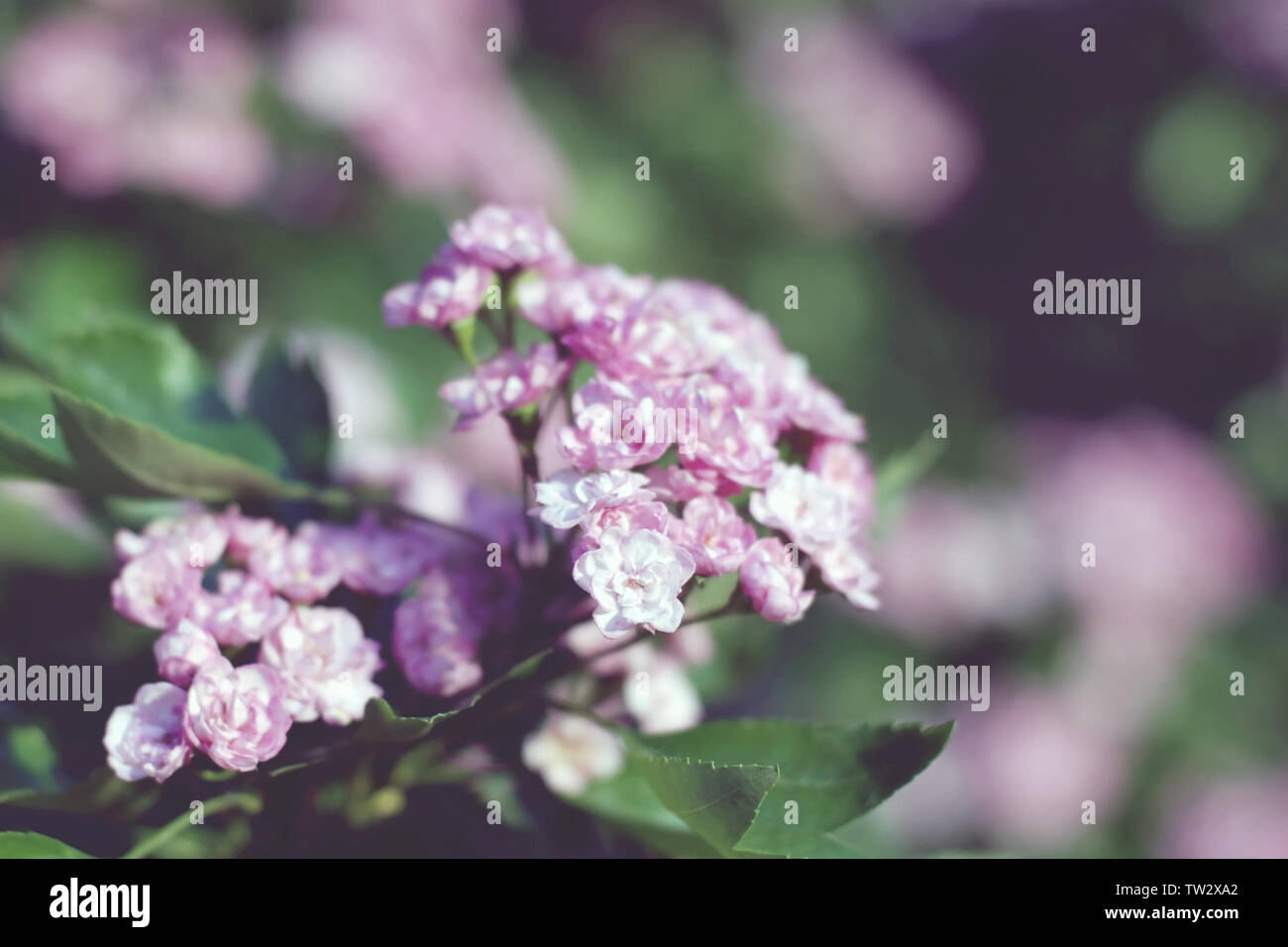 Blooming biancospino bush con rosa delicatamente terry fiori, selettivo soft focus Foto Stock