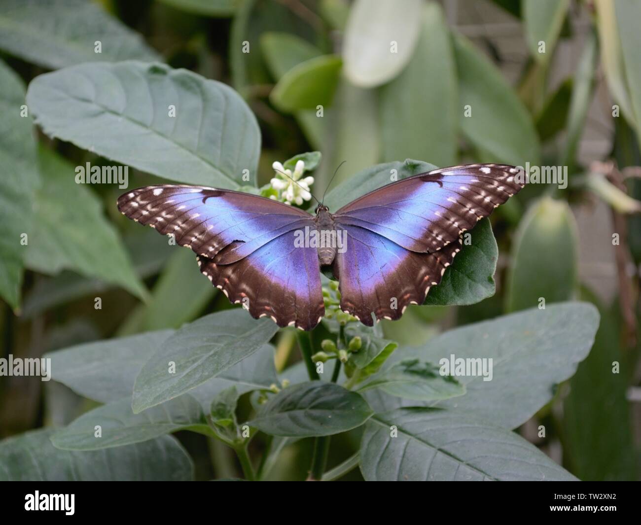 Butterfly Insel Mainau Foto Stock