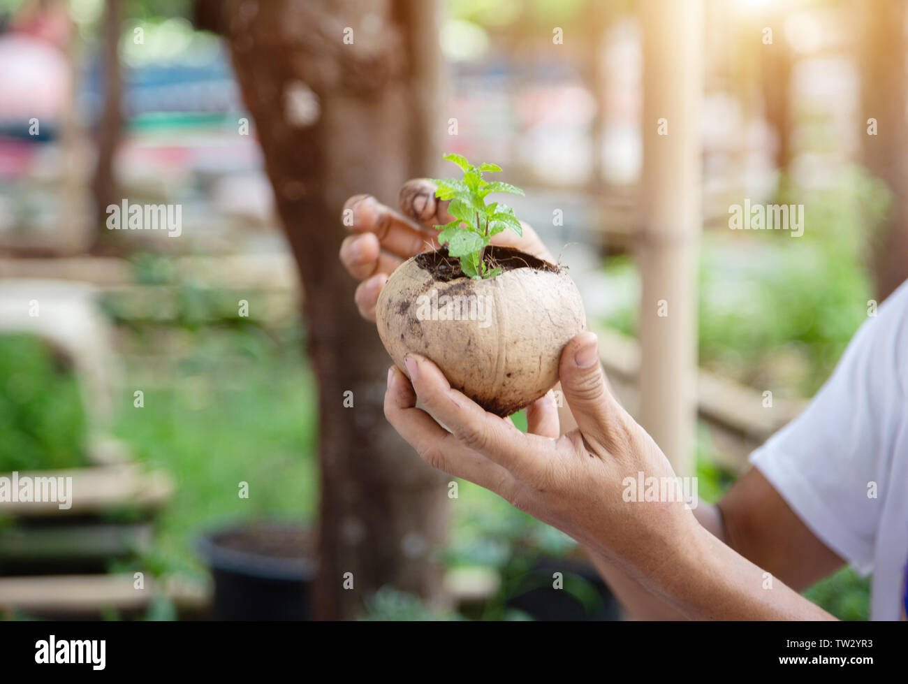 Tenere in mano il nuovo nato pianta verde sul guscio di noce di cocco con mano sporca. Bellezza in natura concetto verde Foto Stock