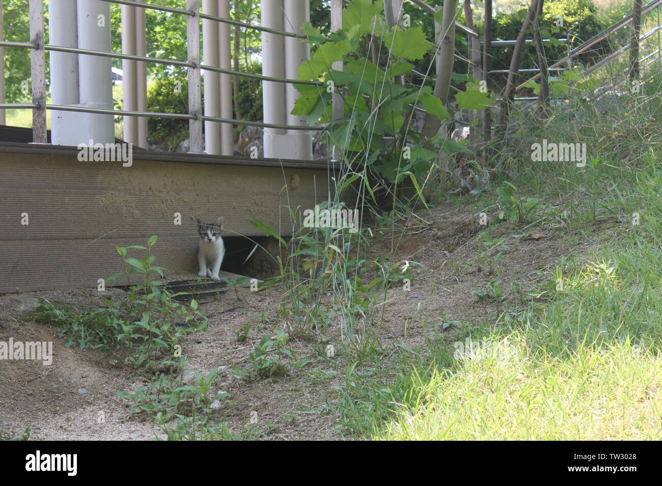 Curioso baby cat e diffidente madre gatto Foto Stock