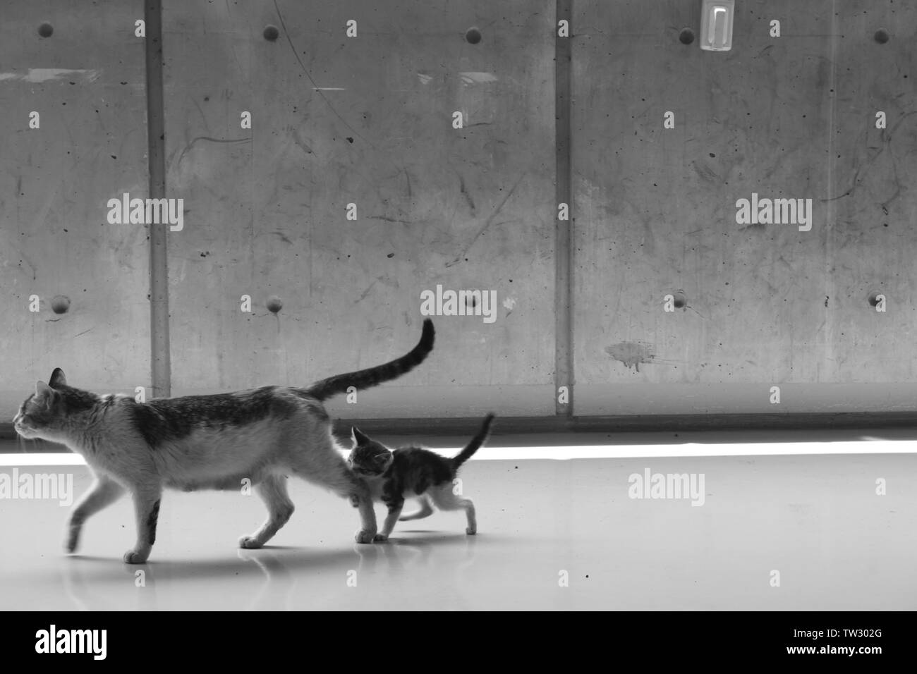 Giocoso gattino seguenti madre gatto Foto Stock