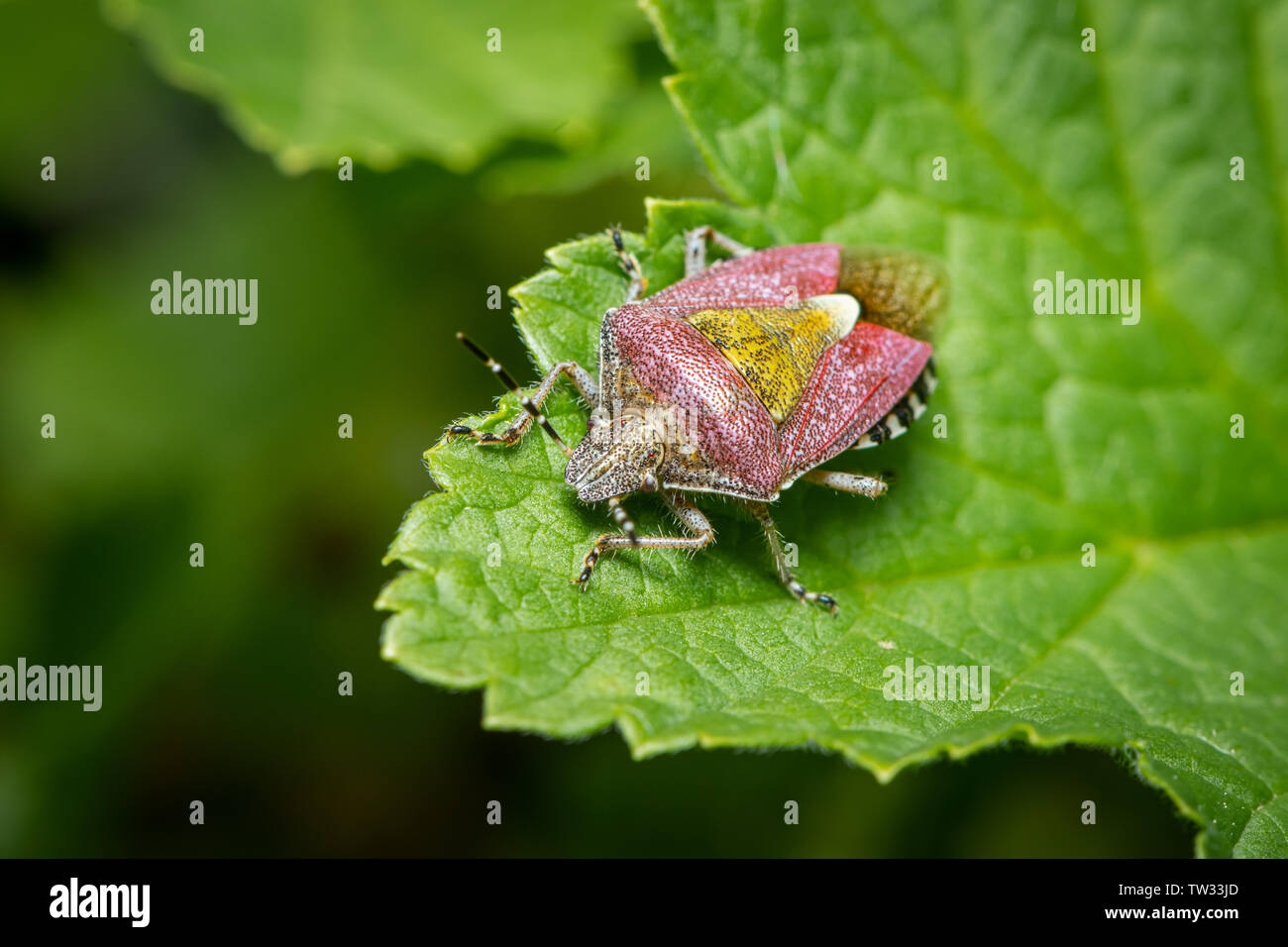 Primo piano di un adulto di sloe bug (Dolycoris baccarum, Pentatomidae) seduto su una foglia verde Foto Stock