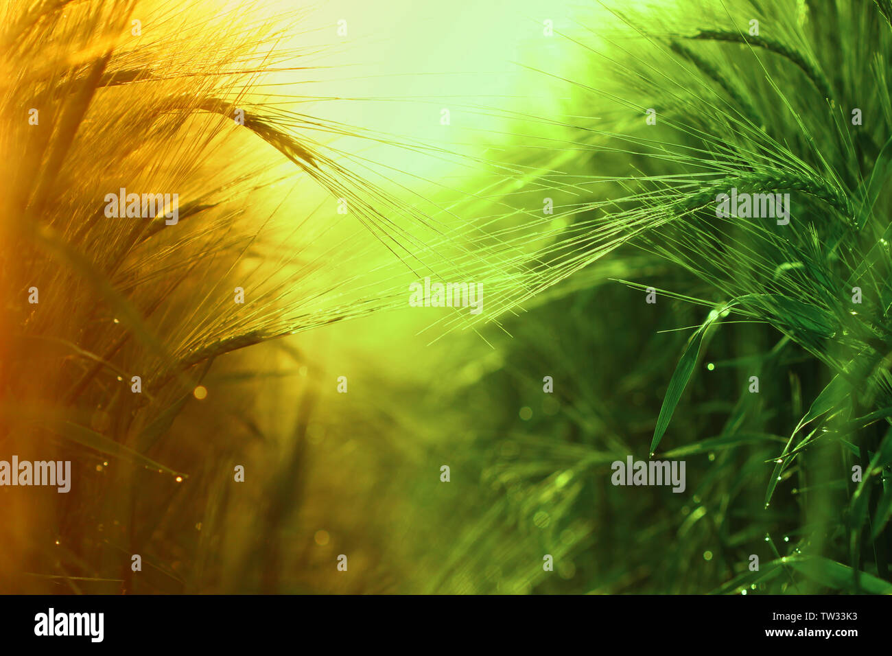 I raggi luminosi di luce solare alleggerire un campo di orzo Foto Stock