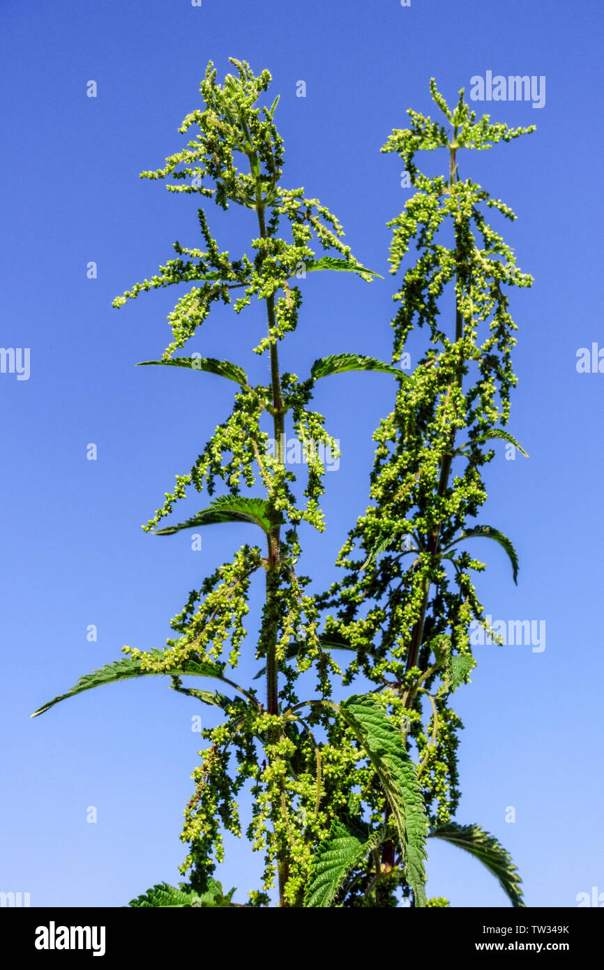 Due Urtica dioica che pungono l'ortica contro il cielo blu Urtica dioica femmina Foto Stock