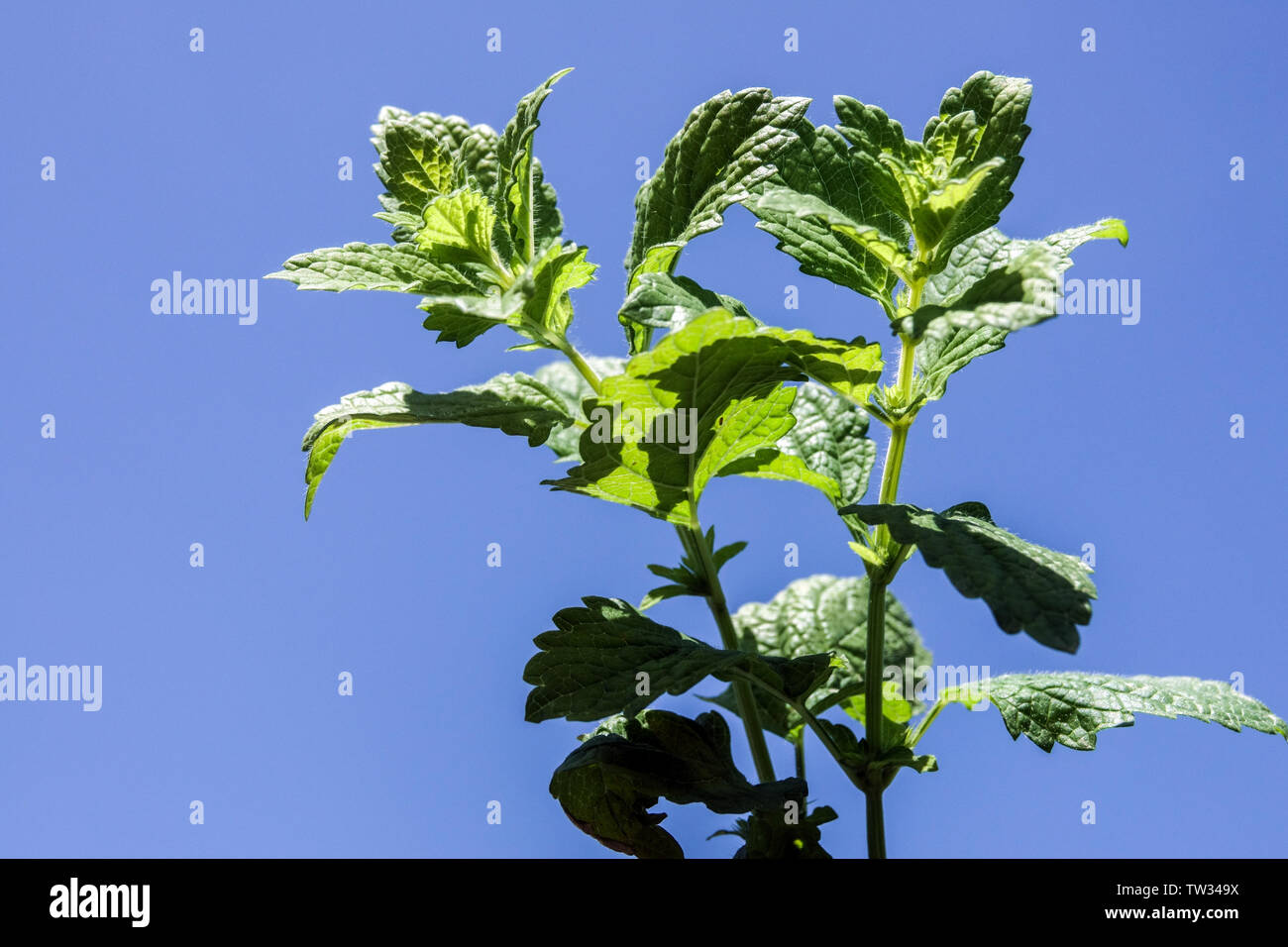 Melissa officinalis, Melissa foglie di menta, contro un cielo blu Foto Stock