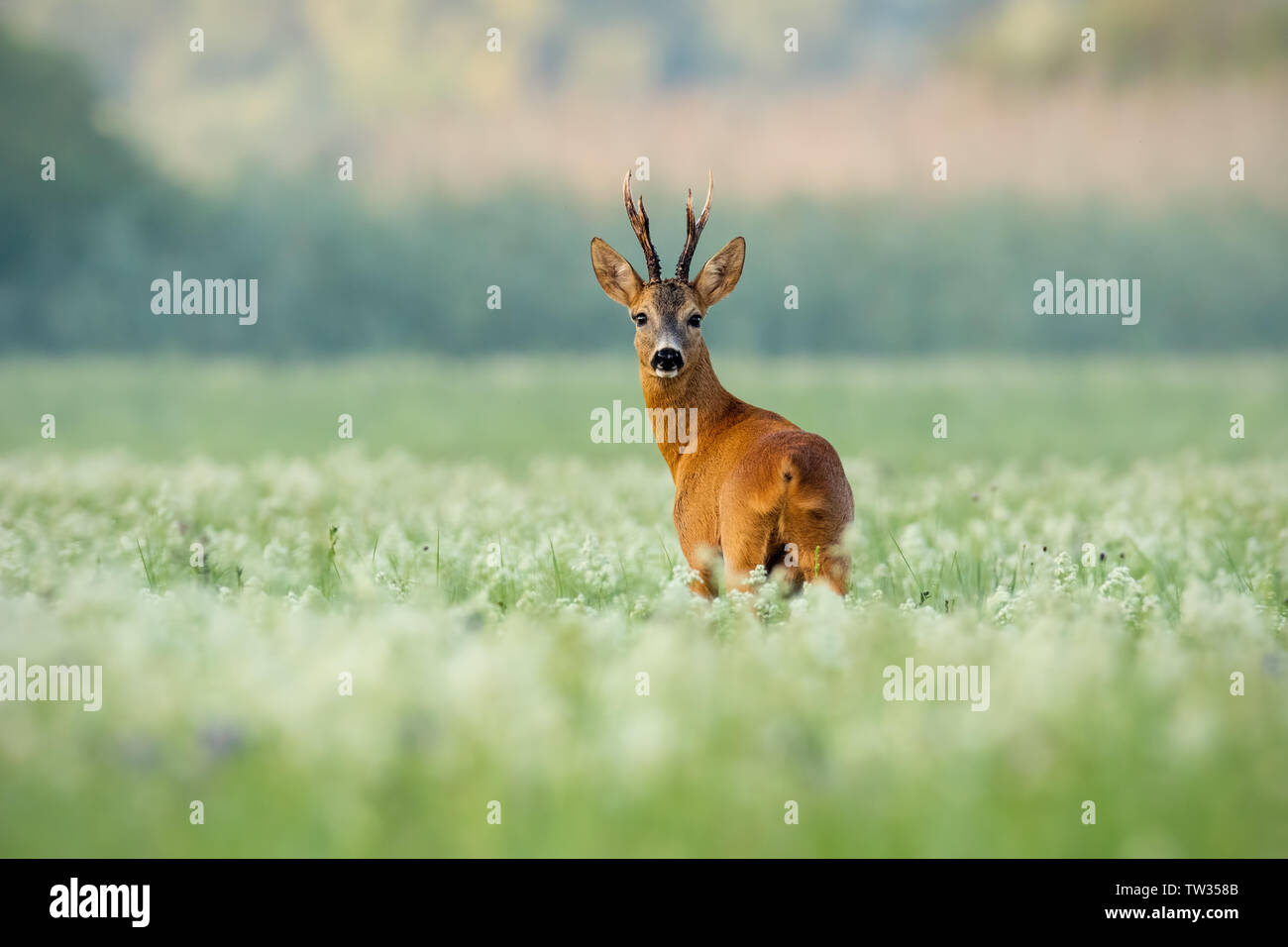 Forte di Capriolo, Capreolus capreolus, buck con scuri palchi su un prato con fiori di campo nelle prime ore del mattino. Avvisato animale selvatico cercando di fotocamera Foto Stock
