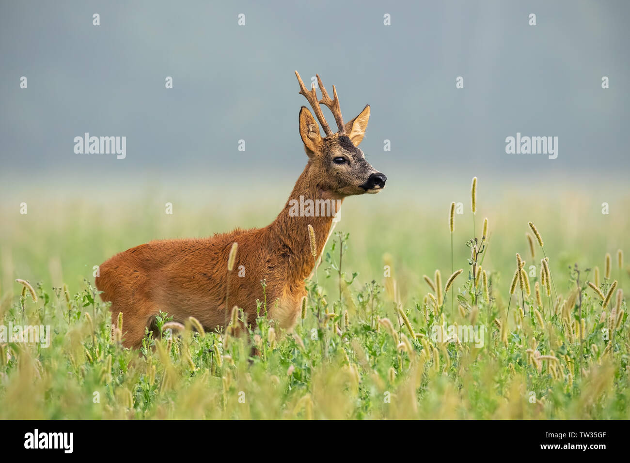 Il capriolo Capreolus capreolus, buck in piedi in erba alta che guarda lontano in estate. Cervi maschi animali selvatici in. Foto Stock