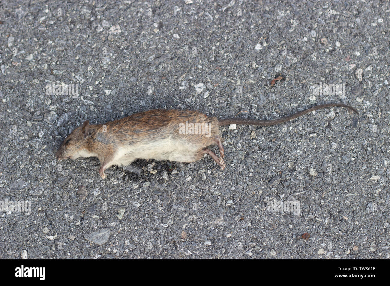 Sporco ratto morire sulla strada come contagio di peste situazione Foto Stock