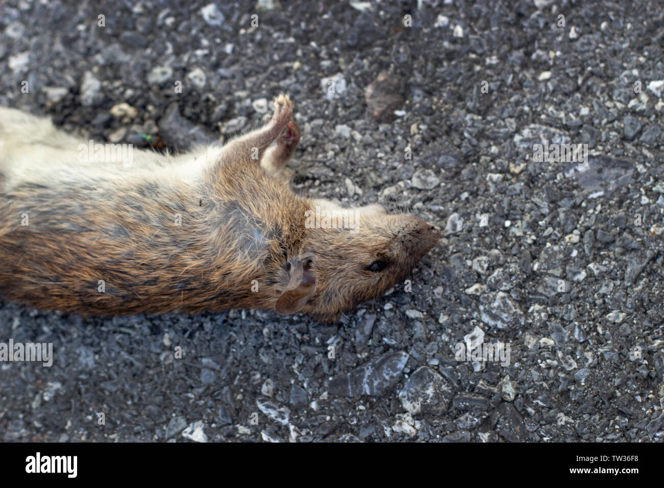 Sporco ratto morire sulla strada come contagio di peste situazione Foto Stock