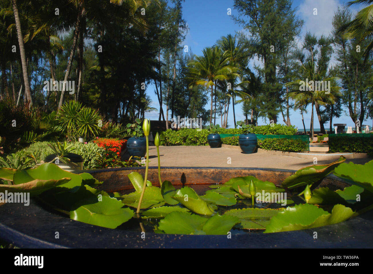 Ninfee in una piscina, Phuket, Thailandia Foto Stock