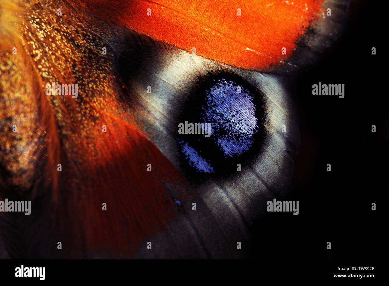 Ala di un Unione farfalla pavone (Aglais Io) in stretta fino Foto Stock