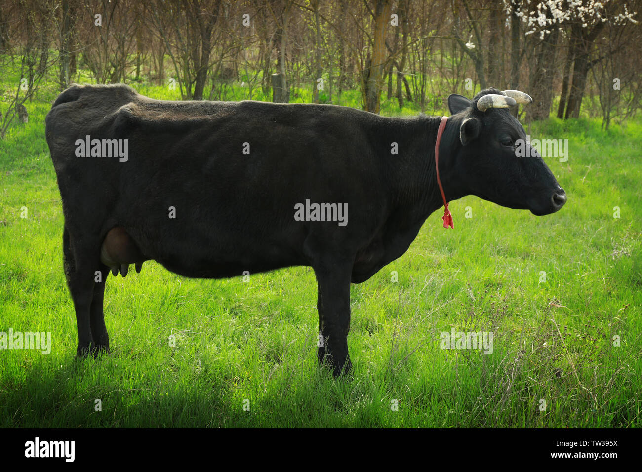 Mucca nera di pascolare su campo con erba verde Foto Stock