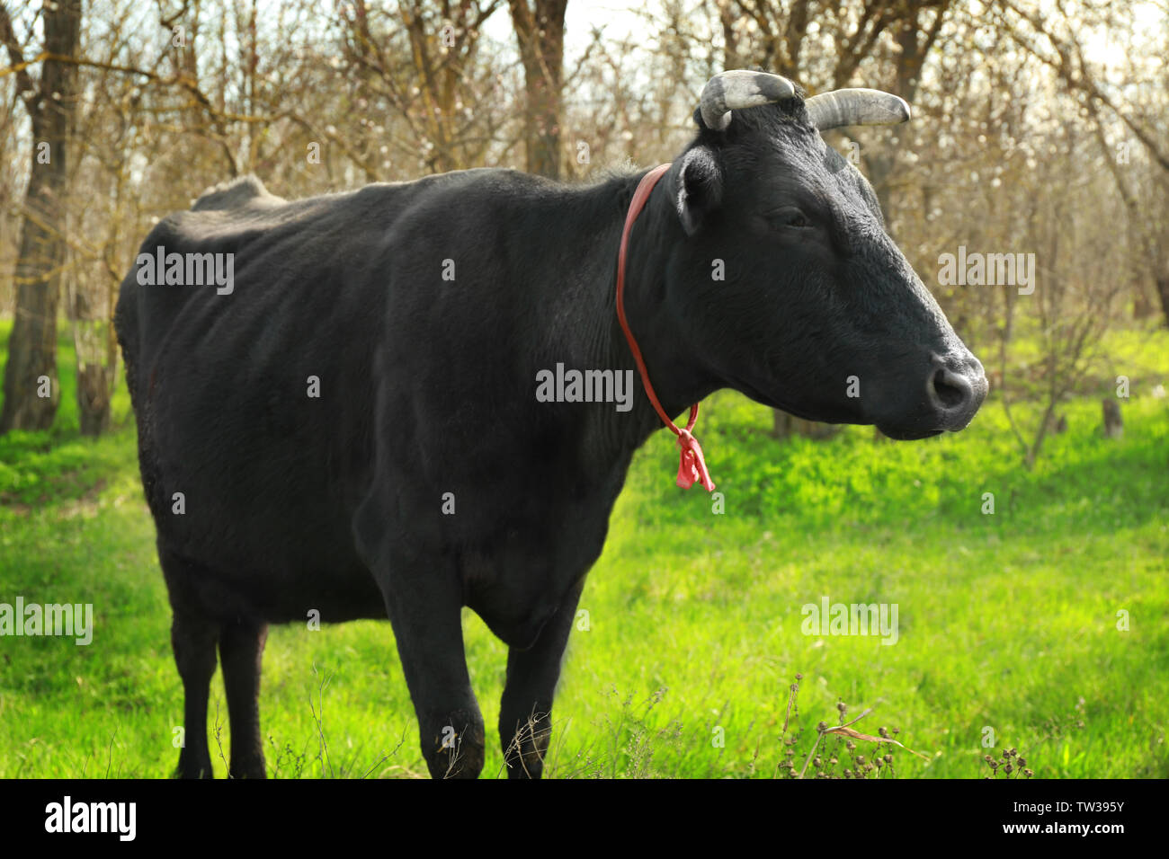 Mucca nera di pascolare su campo con erba verde Foto Stock