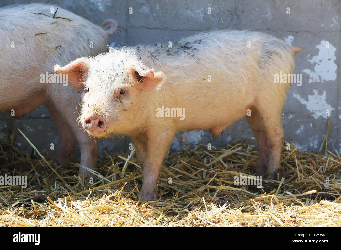 Enclosure con suini carini in agriturismo Foto Stock