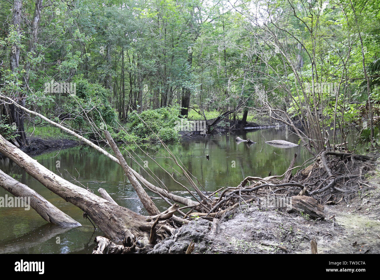 Hillsborough River, inferiore Hillsborough deserto per preservare la Florida. Foto Stock