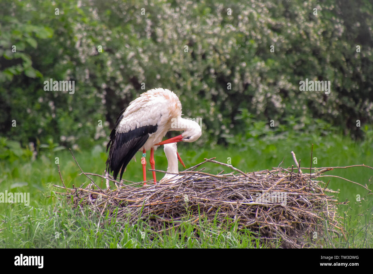 Storch auf der Wiese und im Nest Foto Stock