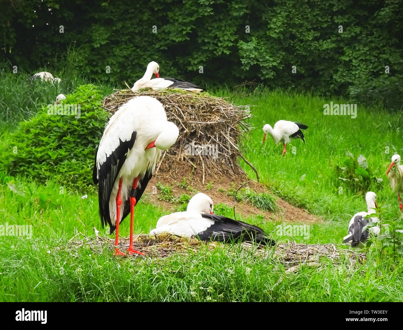 Storch auf der Wiese und im Nest Foto Stock