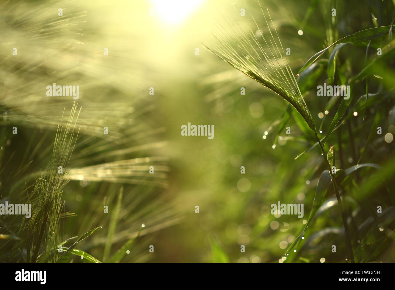 Campo di orzo nella luce del sole che sorge Foto Stock