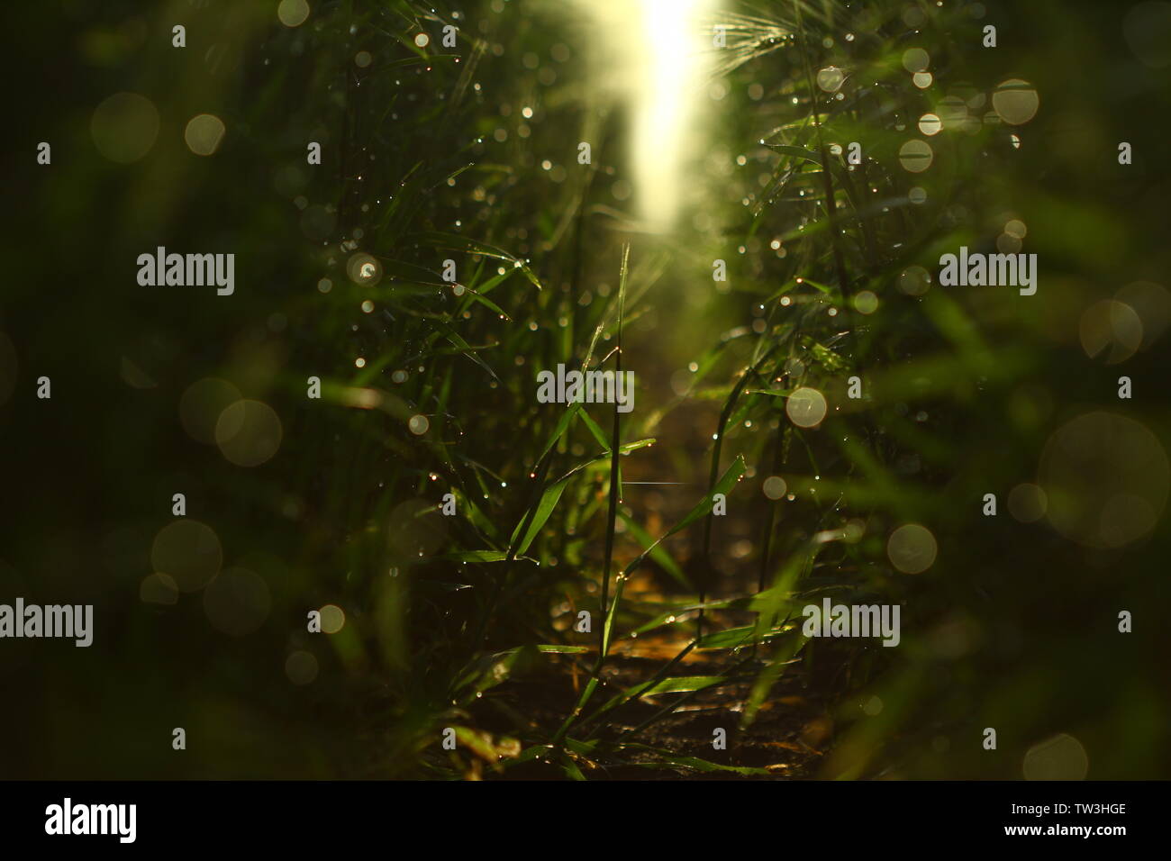 Campo di orzo nella luce del sole che sorge Foto Stock