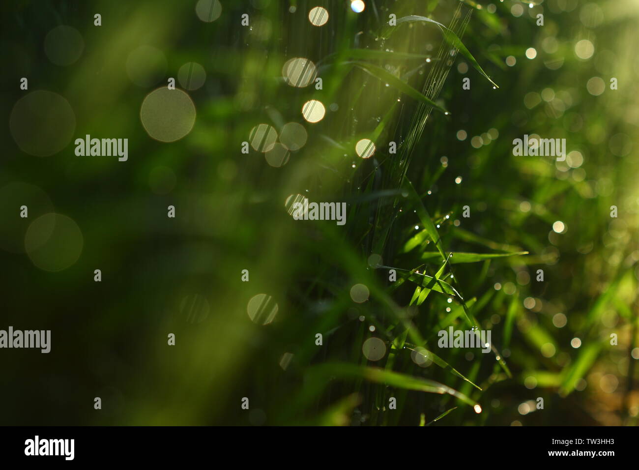 Campo di orzo nella luce del sole che sorge Foto Stock