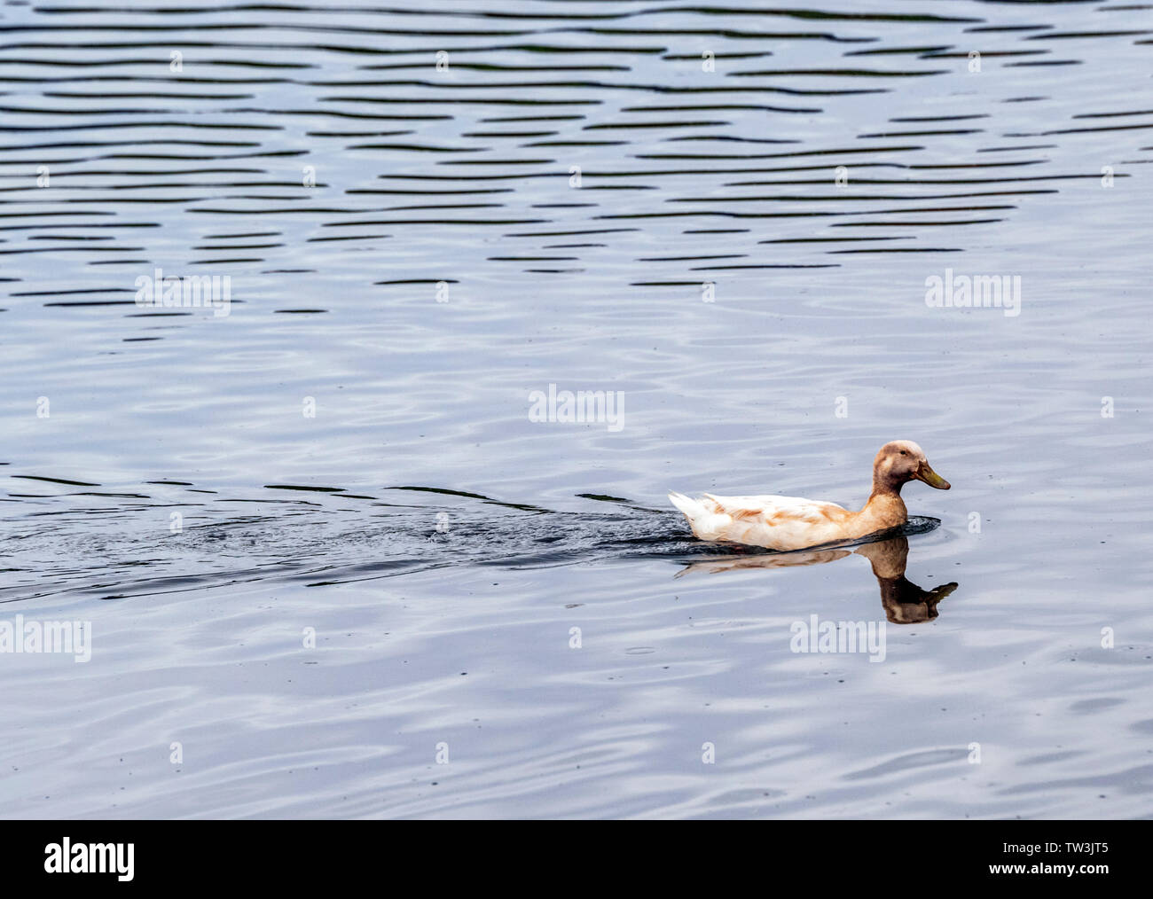 Femmina Mallard Duck; Anas platyrhynchos; Anseriformes; nuoto nel Lago di sabbie Stato Area faunistica; Salida; Colorado; USA Foto Stock