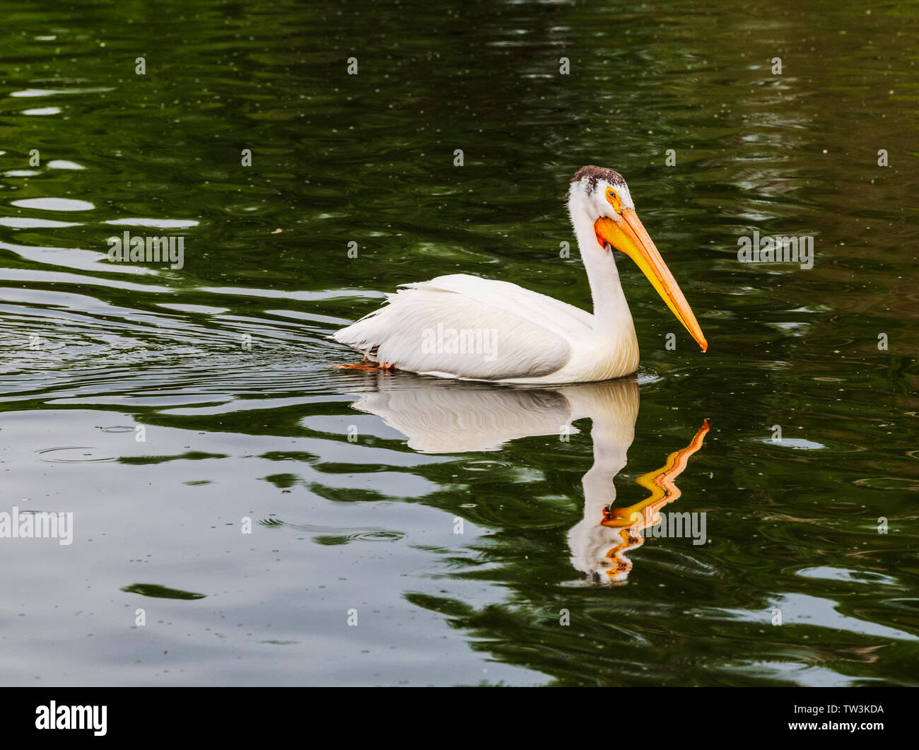 Americano bianco Pelican nuotare nel lago di sabbie Stato Area faunistica; Salida; Colorado; USA Foto Stock