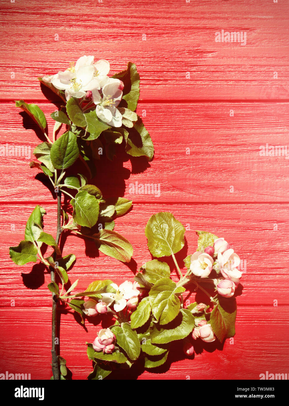 I rami degli alberi con fiori che sbocciano su sfondo di legno Foto Stock