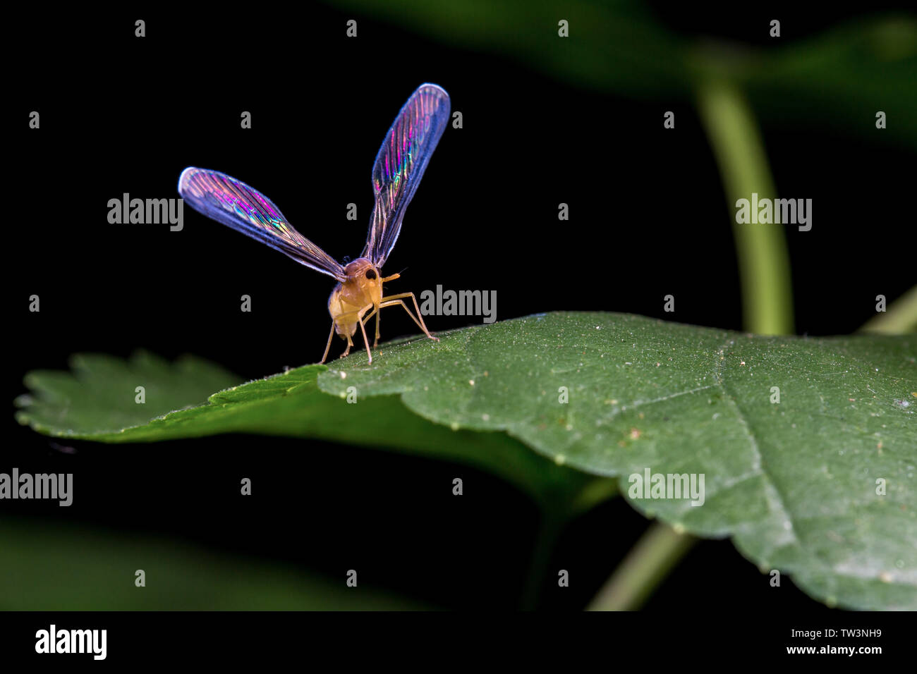 Maglia a manica lunga cicala di cera Foto Stock