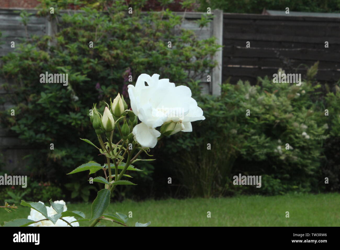Close up di un bianco luminoso con fiore in un giardino in un giorno nuvoloso Foto Stock