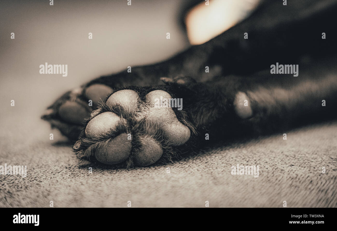 Super cute cane peloso zampe e paw pads, nero labrador dormire sul pavimento Foto Stock