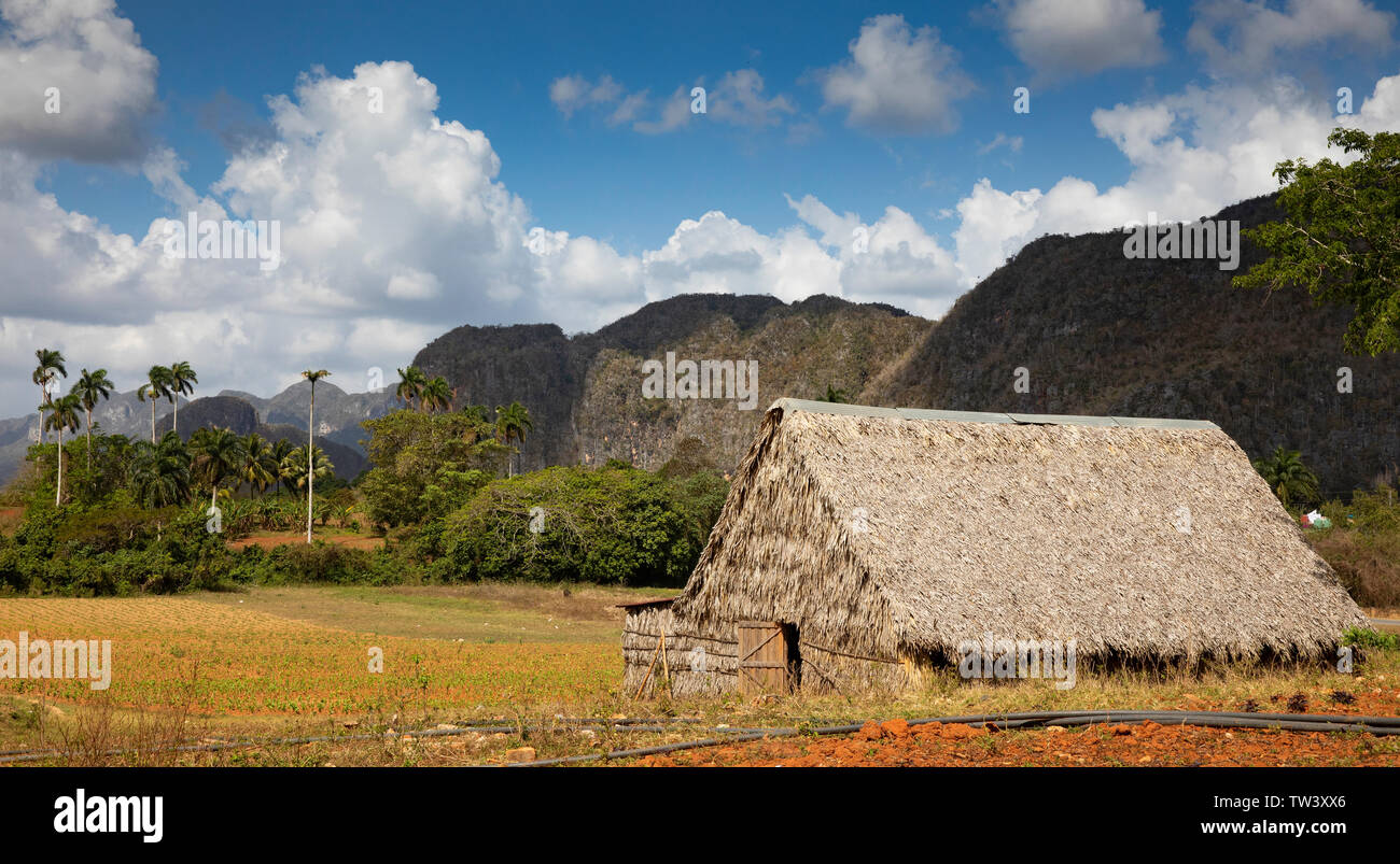 L'essiccazione del tabacco casa a casa del Veguero, il Vinales Valley. Foto Stock